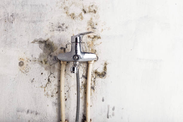 Best Black Mold Removal  in Lton, IN